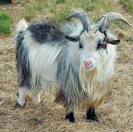Image 2 of Two Pure Bred Pygmy Goats Billys Price reduced