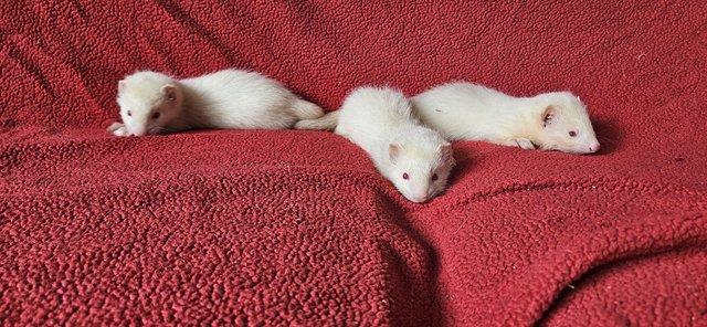 Preview of the first image of Albino 7 and 9 week old kits.