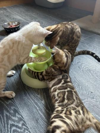 Image 12 of Stunning TICA reg Bengal loving kittens