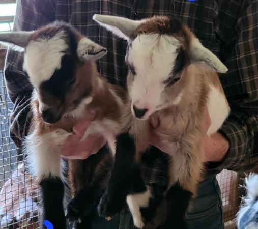 Image 4 of Tri Coloured Disbudded Pygmy goat kids