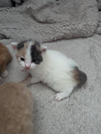 Image 2 of 4 beautiful kittens (reserve only)