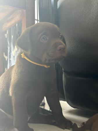 Image 7 of KC registered Health Tested Chocolate Labradors Puppies