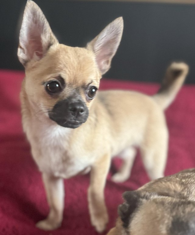 Preloved sales rescue chihuahua