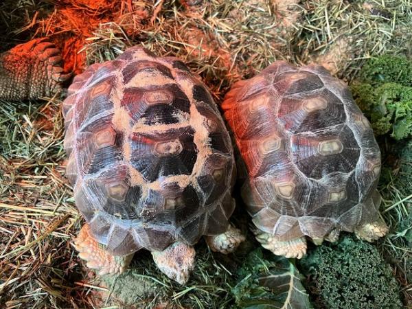 Image 2 of 2 sulcata tortoises for sale