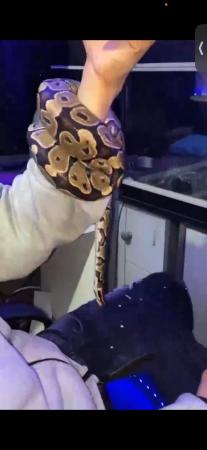 Image 3 of 2 year old bull python great pet