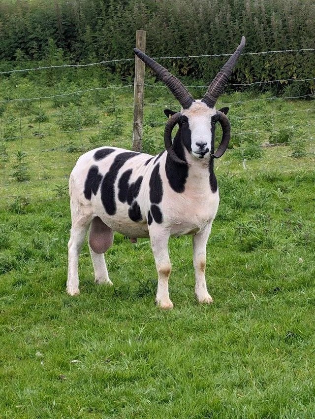 Preview of the first image of pedigree jacob ram.........