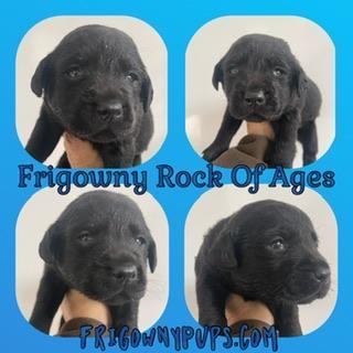 Image 4 of Beautiful Black Labrador Puppies