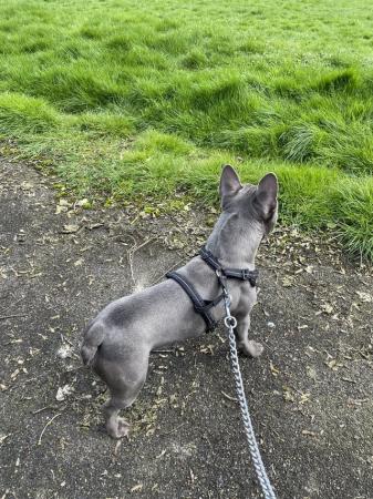 Image 3 of French Bulldog, Blue Lilac, KC Registered