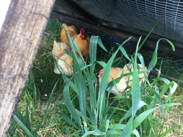 Preview of the first image of Pekin Buff Hens and Cockeral.