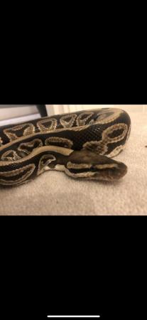 Image 1 of 15 Years Royal Python(Ball Python)