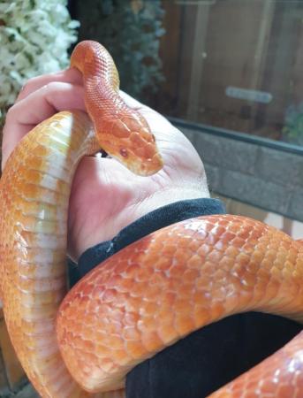 Image 14 of OMG Beautiful Female Corn Snakes