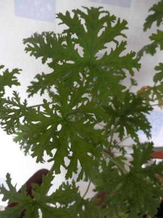 Image 2 of Lemon Geranium-Scented Leaves-Outer Pot
