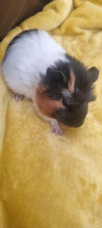 Image 3 of 9 week old female guinea pig