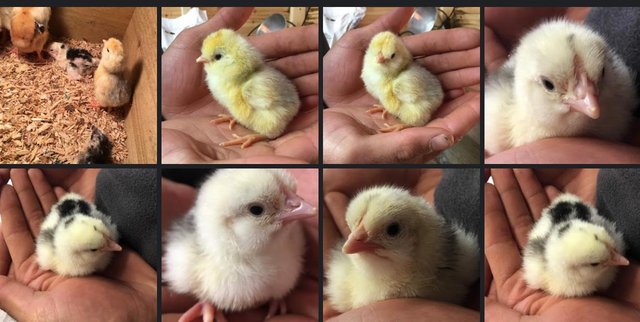 Preview of the first image of Chick & eggs Barbu breeds, Araucanas & Polish for sale.