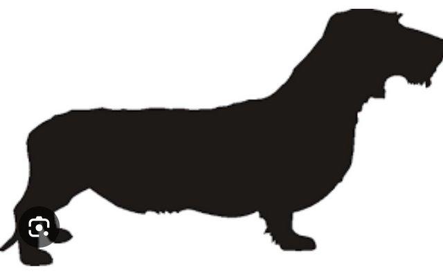 Preview of the first image of Wanted Wirehaired Dachshund.