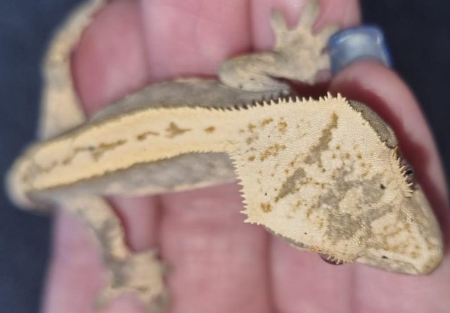 Image 2 of Crested Gecko 6 months old Part Pin Harlequin