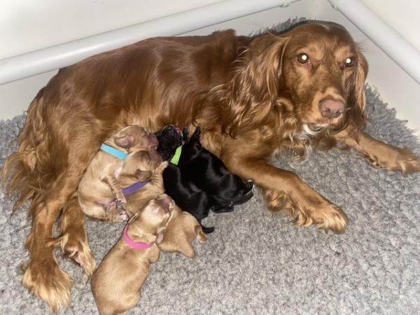 Image 1 of *ready to leave now* working cocker spaniel puppies