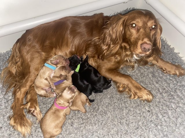 Preview of the first image of *ready to leave now* working cocker spaniel puppies.