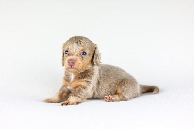 Image 5 of Female Isabella Long haired miniature dachshunds