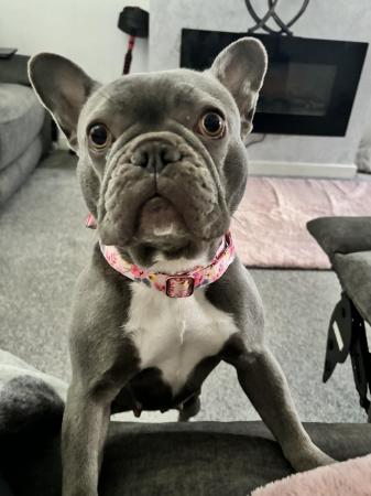 Image 3 of 5 Stunning French bulldogs lilac tan blue pied