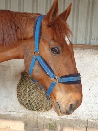 Image 31 of 17hh Irish sports horse gelding for part-loan
