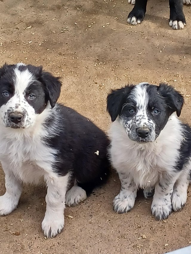 Preview of the first image of Border collie puppies farm reared.