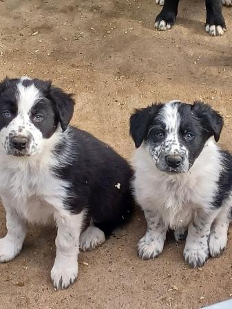 Image 1 of Border collie puppies farm reared