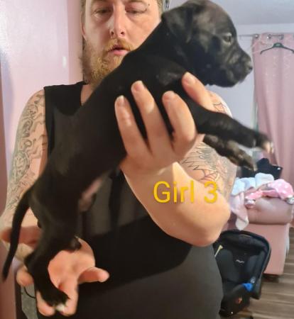 English Bulldog puppies for sale in Wellingborough, Northamptonshire – 1 year old - Image 10 of 15