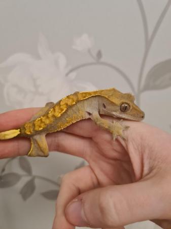 Image 4 of Dashed Pin Harley Crested Gecko
