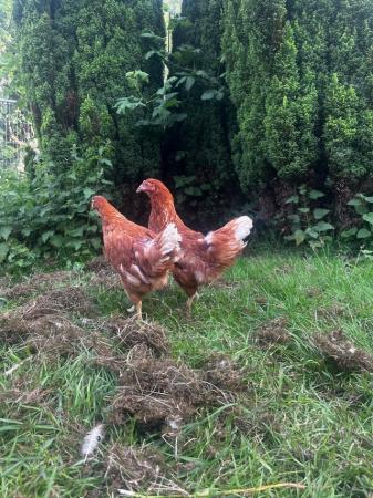Image 1 of lohman browns pullet for sale