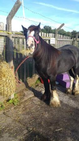 Image 2 of Cob mare stolen by Martin SKINNE cash reward for safe return