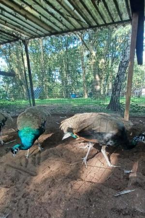 Image 3 of Indian blue peafowl yung adults possible to breed this year