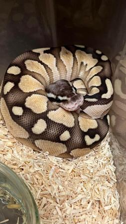 Image 5 of Female ball python cute girl python