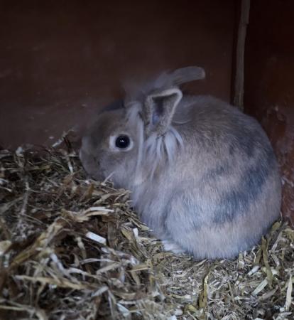 Image 1 of Rescue Lionhead doe for new home
