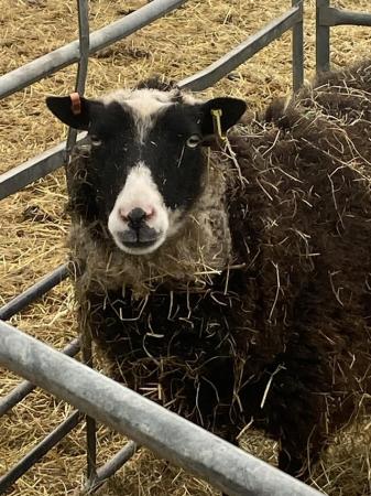 Image 2 of Shetland sheep for sale