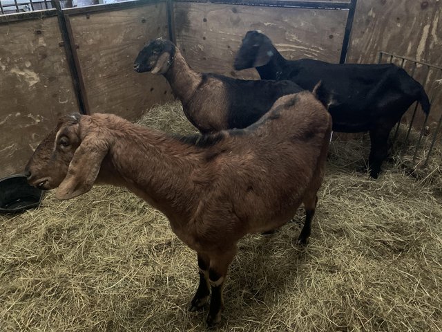 Preview of the first image of 1 Nanny goat and 2 wethers 4 years old SOLD.
