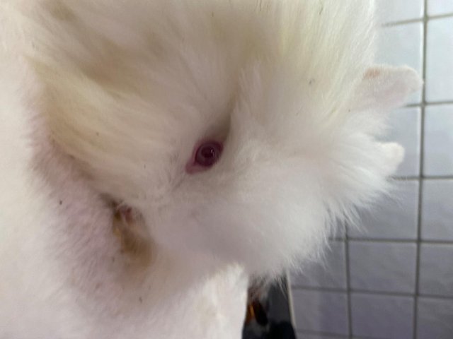 Female lionhead discount rabbit for sale