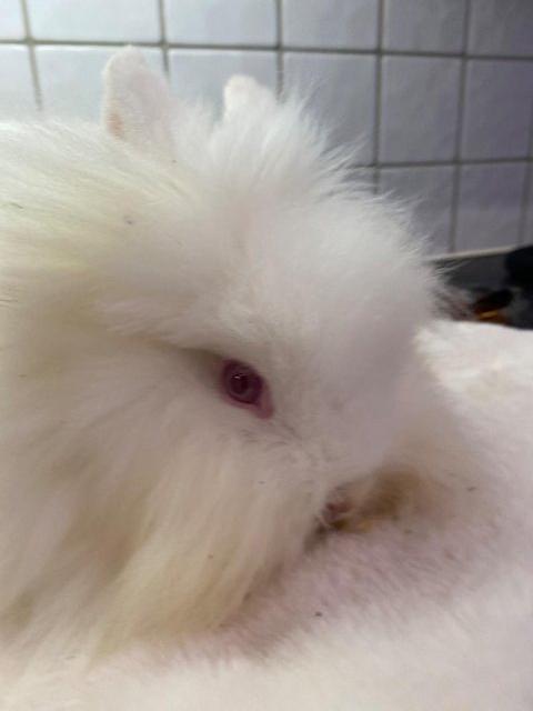 Preview of the first image of Beautiful female 4 month old Lionhead rabbit.