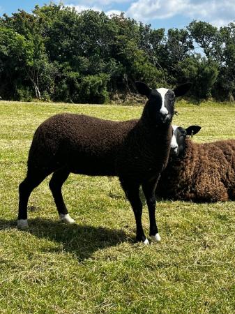 Image 1 of Registered zwartbles ewe lambs ready now
