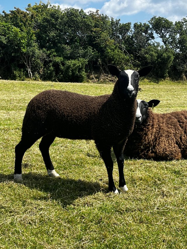 Preview of the first image of Registered zwartbles ewe lambs ready now.