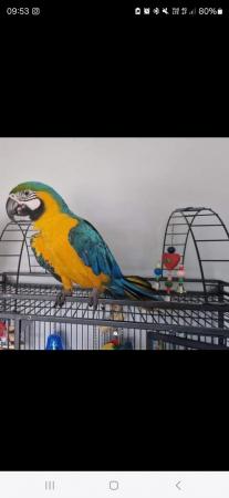 Image 3 of 3 year old blue and gold female macaw for sale