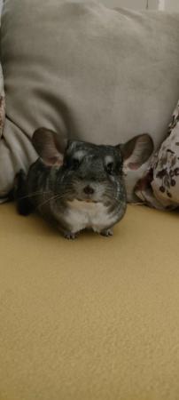 Image 3 of 15 month old chinchilla