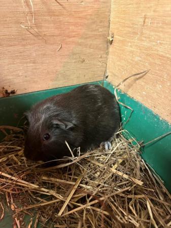 Image 3 of Mixed litter of three Guinea Pigs