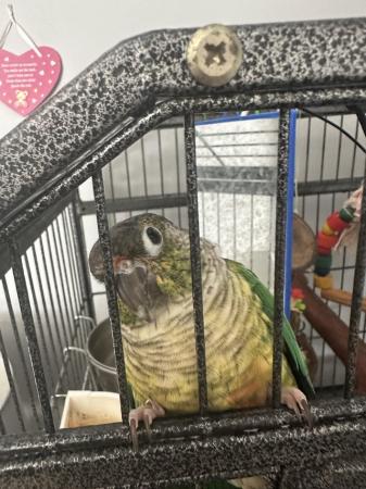 Image 4 of Conure parrot and cage food etc…