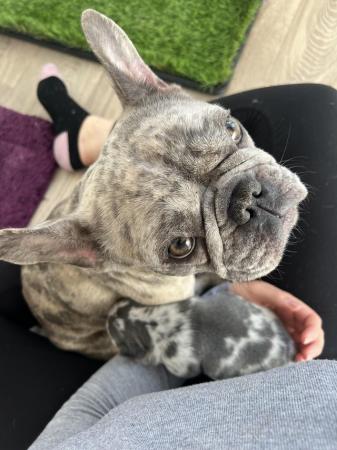 Image 12 of 8 week old French Bulldog boys ready for loving home