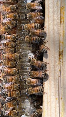 Image 24 of Mated Queen Bee 2024 for sale