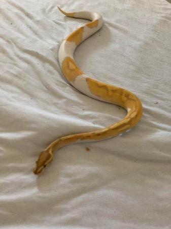 Image 4 of Female banana pied royal python