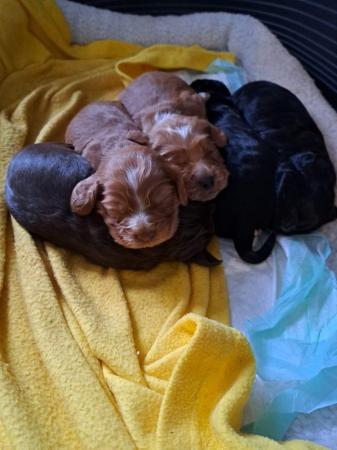 Image 6 of Cocker spaniel puppies Show type