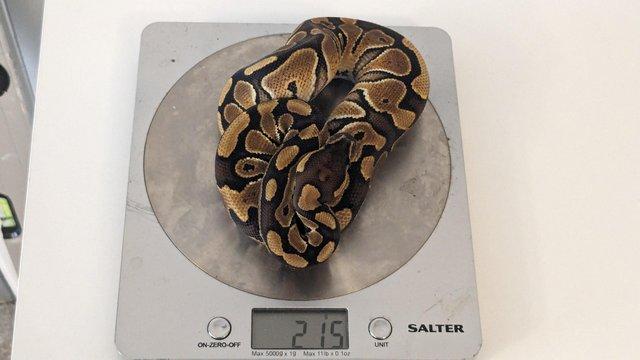 Preview of the first image of 2023 Male Special Ball Python.