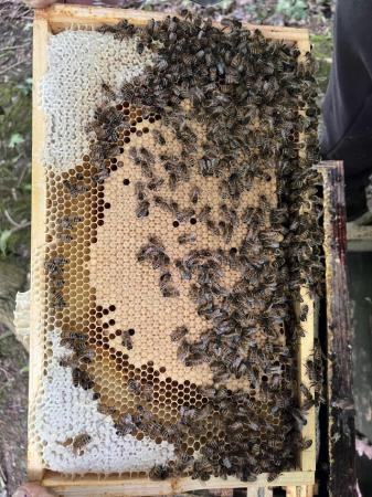 Image 29 of Mated Queen Bee 2024 for sale